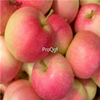 28usd Ngryise 800pcs shanxi chenyang Malus domestica apple fruit seed