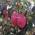 28usd Ngryise 800pcs hanfu Malus domestica apple fruit seed