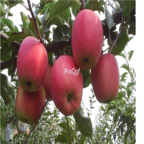 28usd Ngryise 800pcs qinguan Malus domestica apple fruit seed