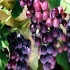 28Usd Ngryise 900pcs muscat grape Vitis vinifera fruit seed
