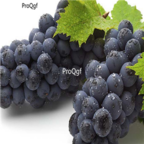 28Usd Ngryise 900pcs jufeng grape Vitis vinifera fruit seed