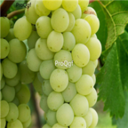28Usd Ngryise 900pcs zuijinxiang grape Vitis vinifera fruit seed