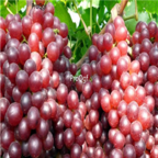 28Usd Ngryise 900pcs red jewelry grape Vitis vinifera fruit seed