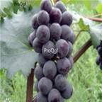 28Usd Ngryise 900pcs hutai number 8 grape Vitis vinifera fruit seed