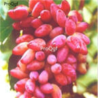 28Usd Ngryise 900pcs hongru grape Vitis vinifera fruit seed