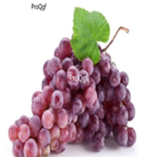 28Usd Ngryise 900pcs longyan grape Vitis vinifera fruit seed