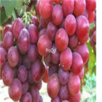 28Usd Ngryise 900pcs jumeigui grape Vitis vinifera fruit seed