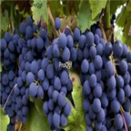 Cabernet Sauvignon 28Usd Ngryise 900pcs grape Vitis vinifera fruit seed