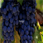 merlot 28Usd Ngryise 900pcs grape Vitis vinifera fruit seed