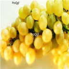 28Usd Ngryise 900pcs huangxiangmi grape Vitis vinifera fruit seed
