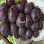 28Usd Ngryise 900pcs giant grape Vitis vinifera fruit seed