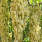 28Usd Ngryise 900pcs white milk grape Vitis vinifera fruit seed
