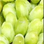 28Usd Ngryise 900pcs manai grape Vitis vinifera fruit seed