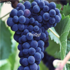 28Usd Ngryise 900pcs guihuaxiang grape Vitis vinifera fruit seed