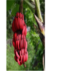 58usd Ngryise 10pcs  red banana fruit seed