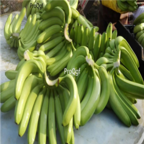 58usd Ngryise 10pcs brazil banana Fruit seed