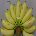 58usd Ngryise 10pcs musa nana banana Fruit seed