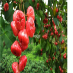 28usd Ngryise 30pcs Syzygium samarangense seed