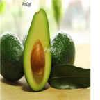 58usd Ngryise 10pcs Butyrospermum parkii Kotschy seed