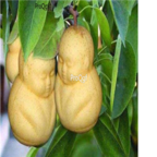 58usd Ngryise 100pcs Pepino Melon seed