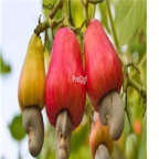 68usd Ngryise 10pcs Anacardium occidentalie seed