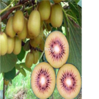 28usd Ngryise 1000pcs red heart Kiwi Fruit Actinidia Chinensis seed