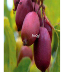 28usd Ngryise 1000pcs purple Kiwi Fruit Actinidia Chinensis seed