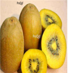 28usd Ngryise 1000pcs yellow Kiwi Fruit Actinidia Chinensis seed