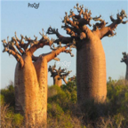 99usd Ngryise 5pcs Adansonia digitata seed