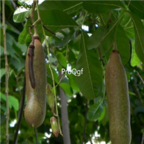 99usd Ngryise 10pcs K africana seed