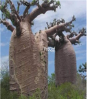 199usd Ngryise 10pcs Cavanillesia arborea seed