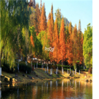 19usd Ngryise 6000pcs Metasequoia glyptostroboides seed