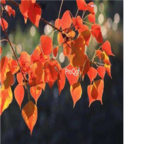 18usd Ngryise 500pcs Sapium sebiferum seed