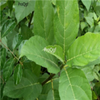 38usd Ngryise 100pcs ficus hispida seed