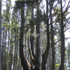 199usd Ngryise 10pcs  Schefflera actinophylla seed