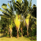 199usd Ngryise 10pcs Didierea madagascariensis seed