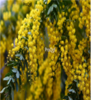 18usd Ngryise 3000pcs Acacia farnesiana seed