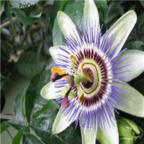 12usd Ngryise 1000pcs    Passiflora caerulea seed