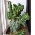 19usd Ngryise Euphorbia neriifolia var.cristata plant
