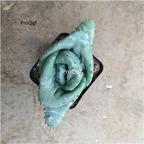 10usd Ngryise Aloe marlothii A.Berger plant