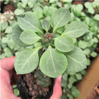 10usd Ngryise Cissus quadrangularis plant
