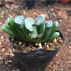 10usd Ngryise haworthia plant