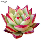 10usd Ngryise Echeveri agavoides ebony plant