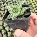 10usd Ngryise Aloe variegata plant