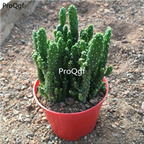 10usd Ngryise    Euphorbia tirucalli plant