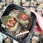 10usd teddy bear succulent plant