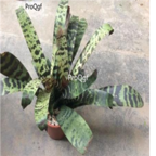 25usd Ngryise Vriesea splendens plant