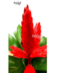 25usd Ngryise Vriesea carinata Wawra plant