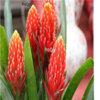 25usd Ngryise Vriesea poelmanii plant