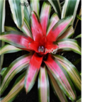 25usd Ngryise Neoregelia carolinae plant